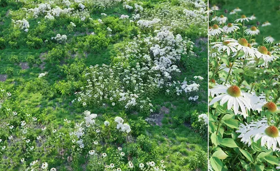 模型资产 – 草甸植物 Meadow 28 3D model