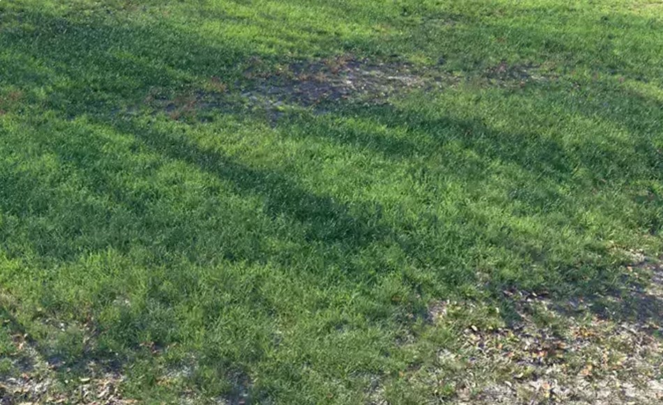 模型资产 – 短草植物 Short grass 3D model