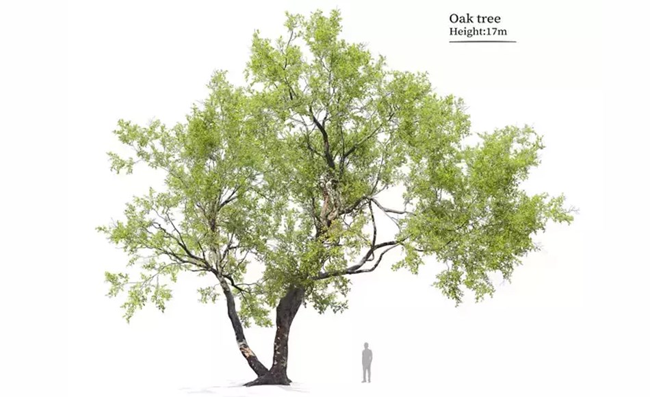 模型资产 – 橡树植物 Oak tree 07 3D model