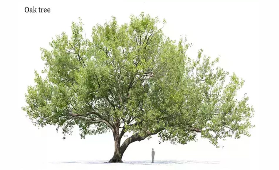 模型资产 – 橡树植物 Oak tree 11 3D model
