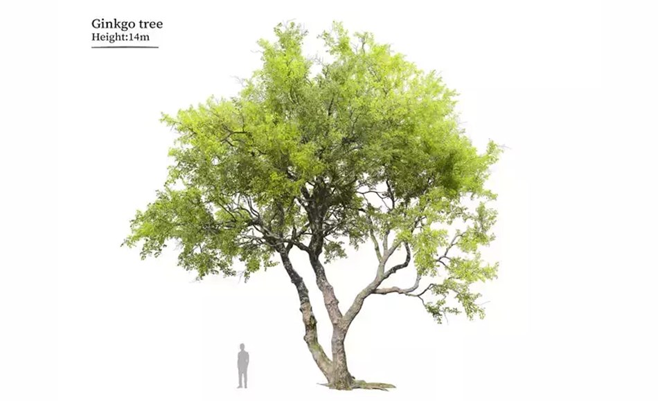 模型资产 – 银杏树植物模型 Ginkgo tree 3D model