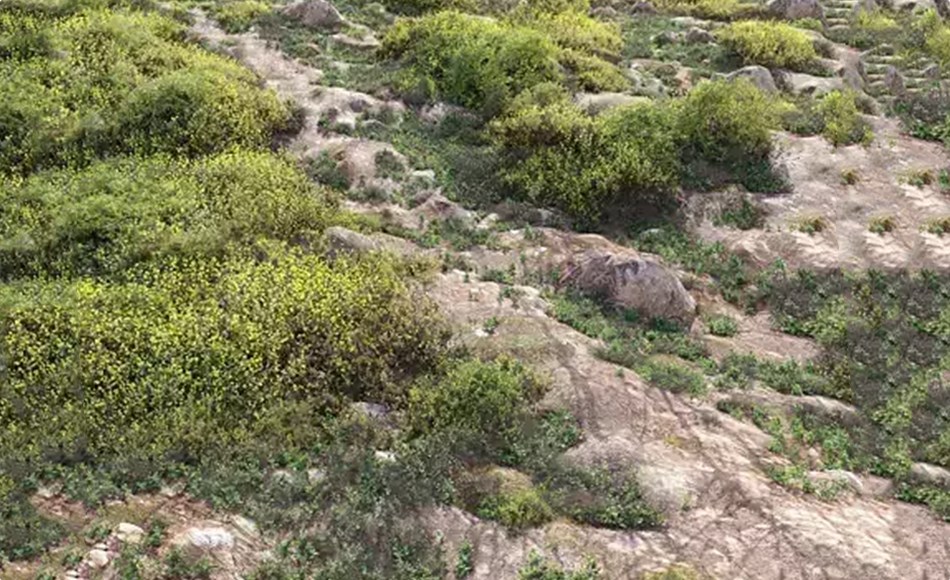 模型资产 – 草甸植物 Meadow 22 3D model