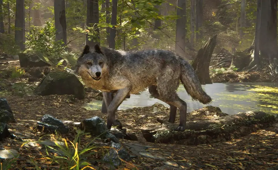 Unity动画 – 写实狼动画 Realistic Wolf