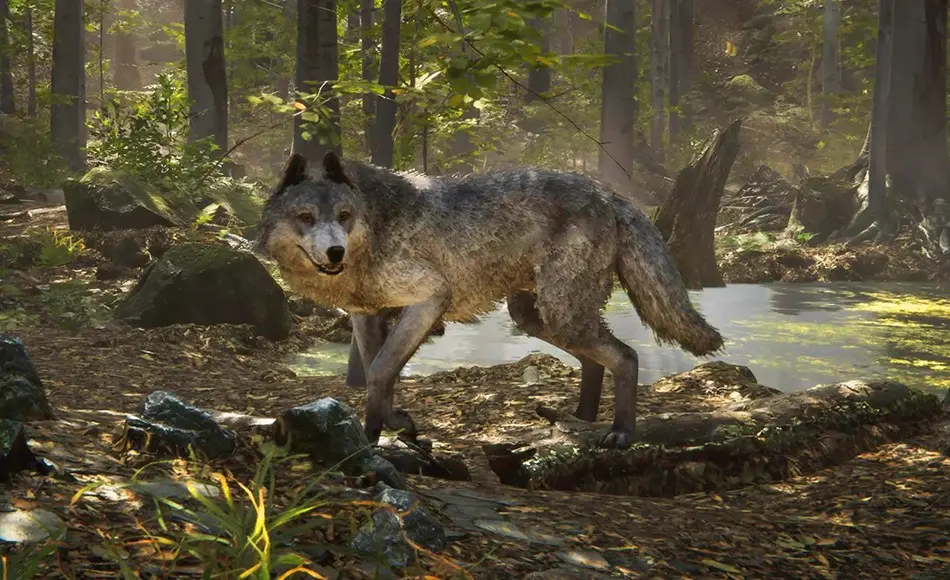 Unity动画 – 写实狼动画 Realistic Wolf Unity动画 – 写实狼动画 Realistic Wolf