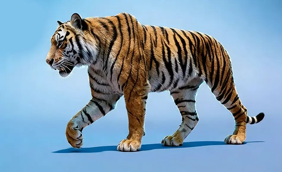 Maya教程 – 如何制作老虎行走循环动画 How to Animate a Tiger Walk Cycle in Maya