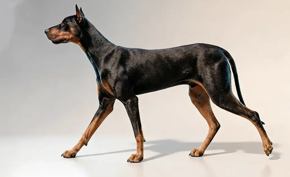 Maya教程 – 如何制作猎犬循环行走动画 How to Animate a Dog Walk Cycle in Maya