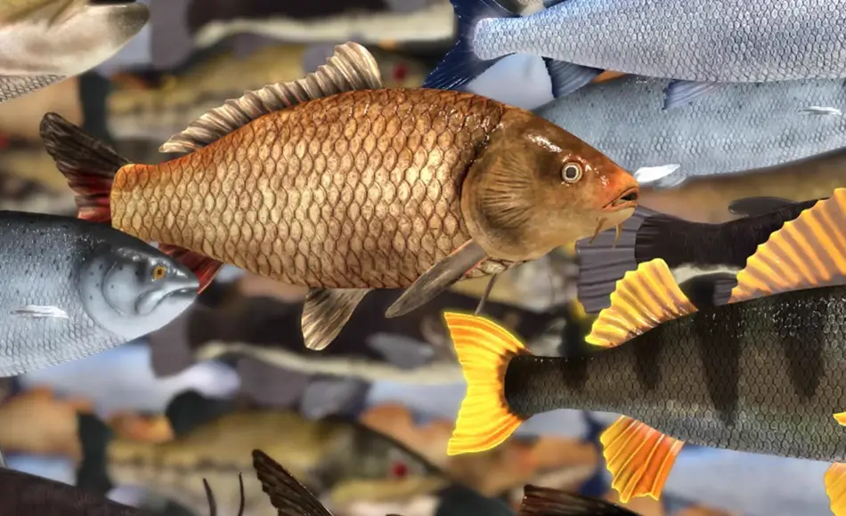 Unity资产 – 淡水鱼 Freshwater Fish Collection