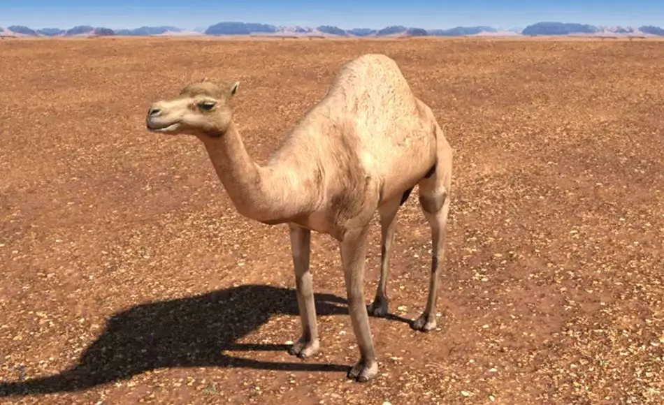 Unity动画 – 阿拉伯骆驼动画 Arabian Camel – Animated