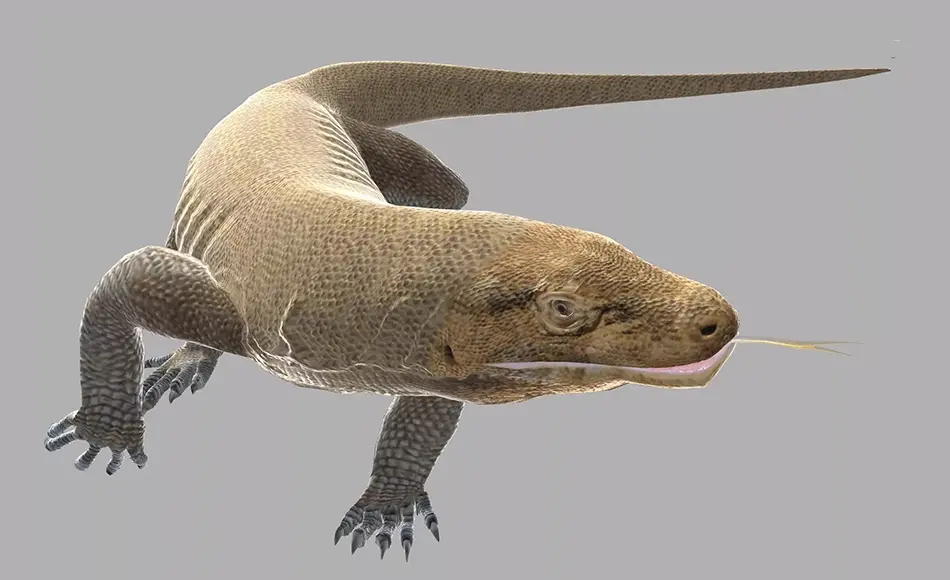 Unity动画 – 科莫多巨蜥 Komodo dragon