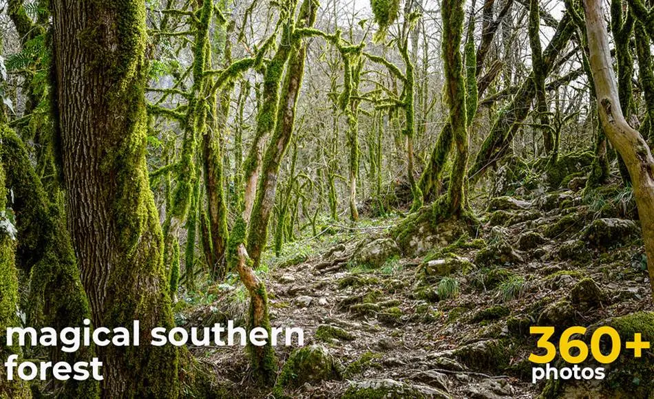 360 张南方森林植物参考照片 Magical Southern Forest – References For Artists