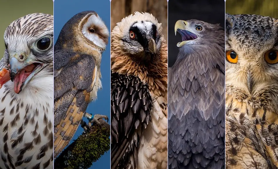 507 张猫头鹰和猛禽照片参考 OWLS and BIRDS OF PREY-Photo Reference Pack For Artists 507 JPEGs noAI