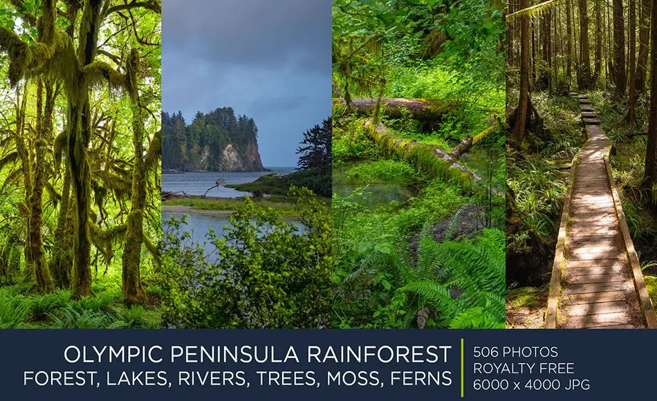 506 张奥林匹克半岛雨林参考照片 OLYMPIC PENINSULA RAINFOREST | PHOTOPACK 506 张奥林匹克半岛雨林参考照片 OLYMPIC PENINSULA RAINFOREST | PHOTOPACK