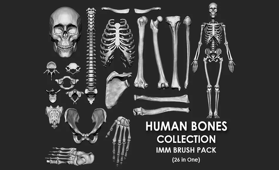 模型资产 – 人体骨骼画笔套装 (Skeleton) Human Bones Collection IMM\Stl\Obj Brush Pack 26 in One