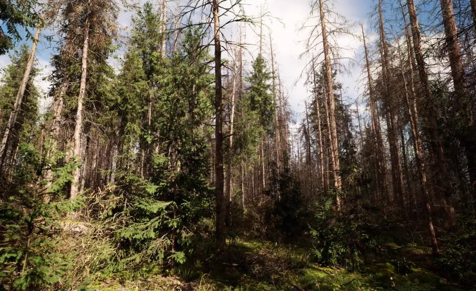 【UE5】云杉林生物群落 MW Dead Spruce Forest Trees Biome
