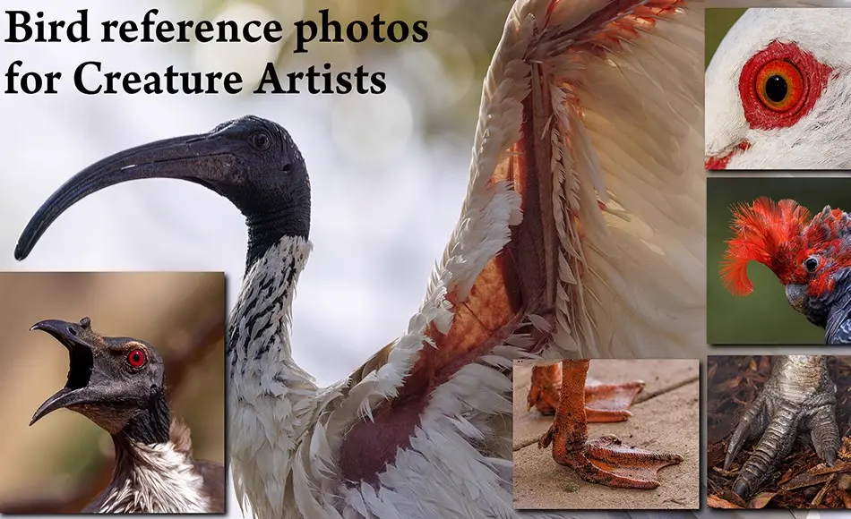 1000 张鸟类特写眼睛翅膀脚冠部等细节高清参考图片 1000+ Bird photos for Creature Artists
