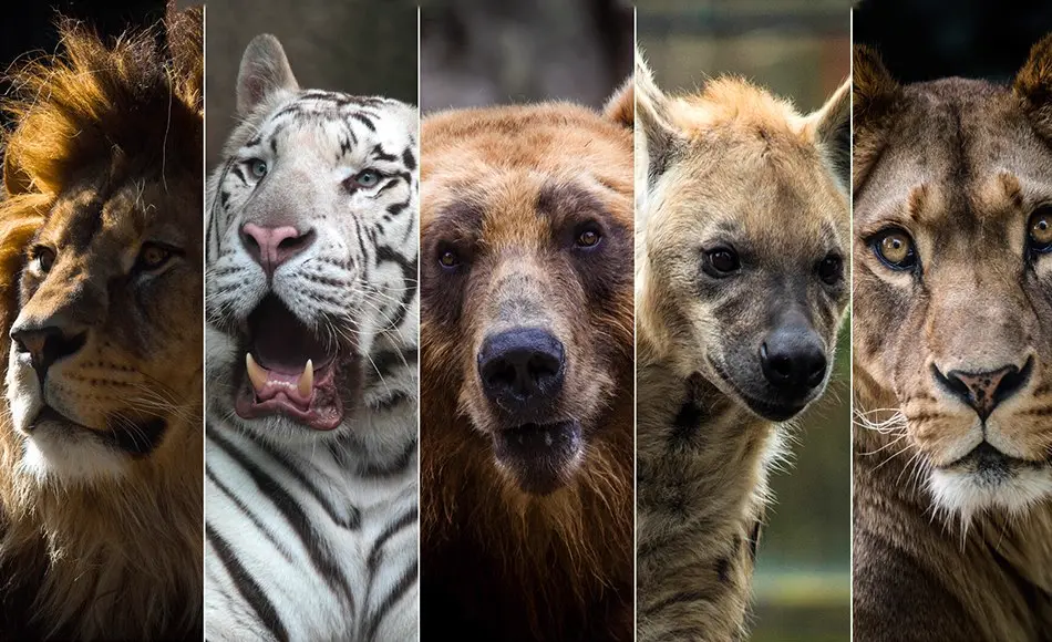 213 张猛兽照片参考包 Beasts of Prey Portraits Photo Reference Pack