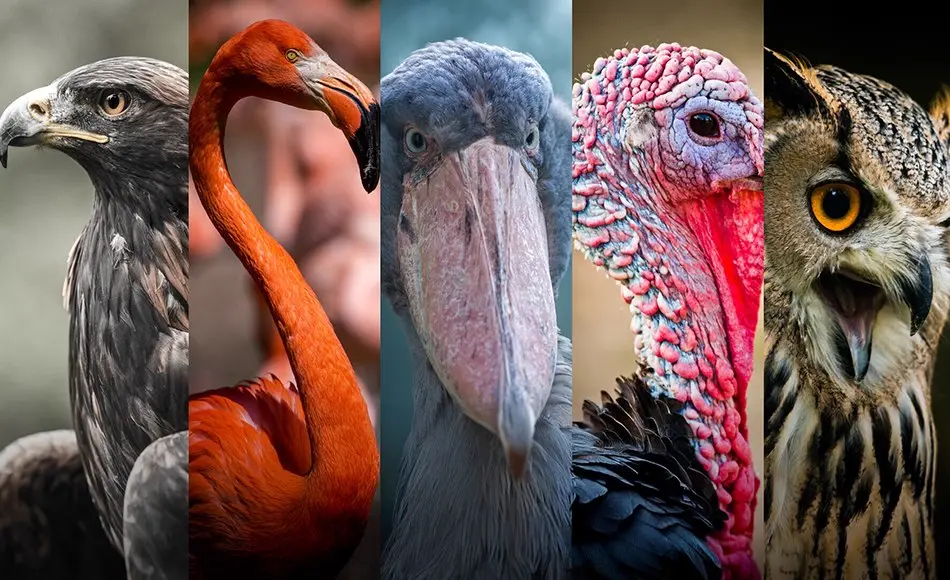 828 张鸟类参考图片 Birds Reference Pack For Artists