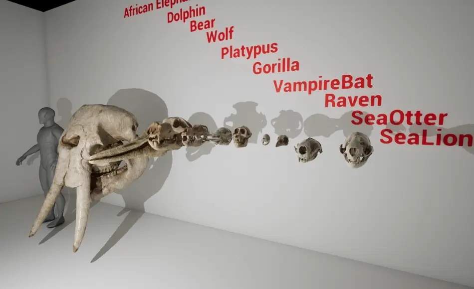 【UE5】动物头颅模型 Animal Skull Pack