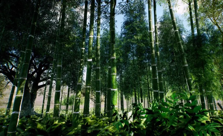 【UE5】亚洲竹林 Bamboo Asian forest