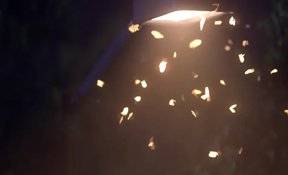 Blender插件 – 飞蛾生成器 Moth Generator