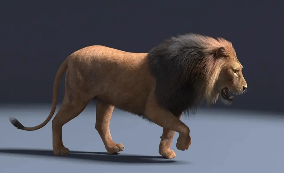 模型资产 – 写实狮子模型 Lion Rigged MISSSET 2018 模型资产 – 写实狮子模型 Lion Rigged MISSSET 2018